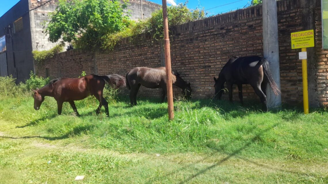 Secuestro de equinos que se encontraban sueltos en la vía pública