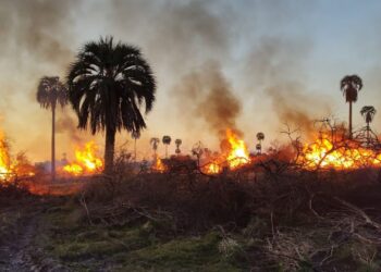 Queman y desmontan el campo donde iban a crear el Parque Nacional Selva de Montiel