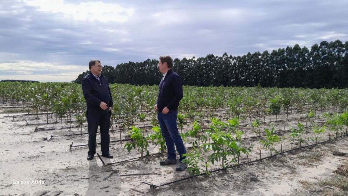 Desarrollo Productivo y establecimiento productor de pecan planifican capacitaciones de buenas prácticas agrícolas