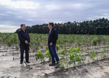 Desarrollo Productivo y establecimiento productor de pecan planifican capacitaciones de buenas prácticas agrícolas