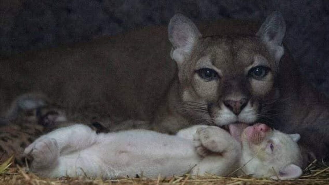 Nace raro Puma Albino