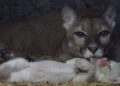 Nace raro Puma Albino