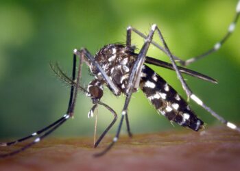 Se registraron más de 2000 nuevos casos de dengue en la última semana