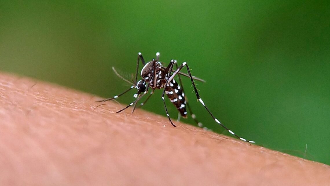 Dengue: Entre Ríos bajó la barrera de los 1.000 casos semanales