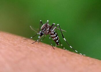 Dengue: Entre Ríos bajó la barrera de los 1.000 casos semanales