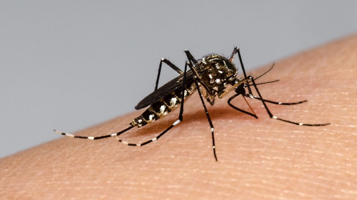 Novena semana consecutiva con descenso de casos de dengue en Entre Ríos