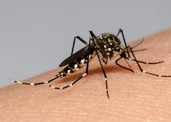 Novena semana consecutiva con descenso de casos de dengue en Entre Ríos