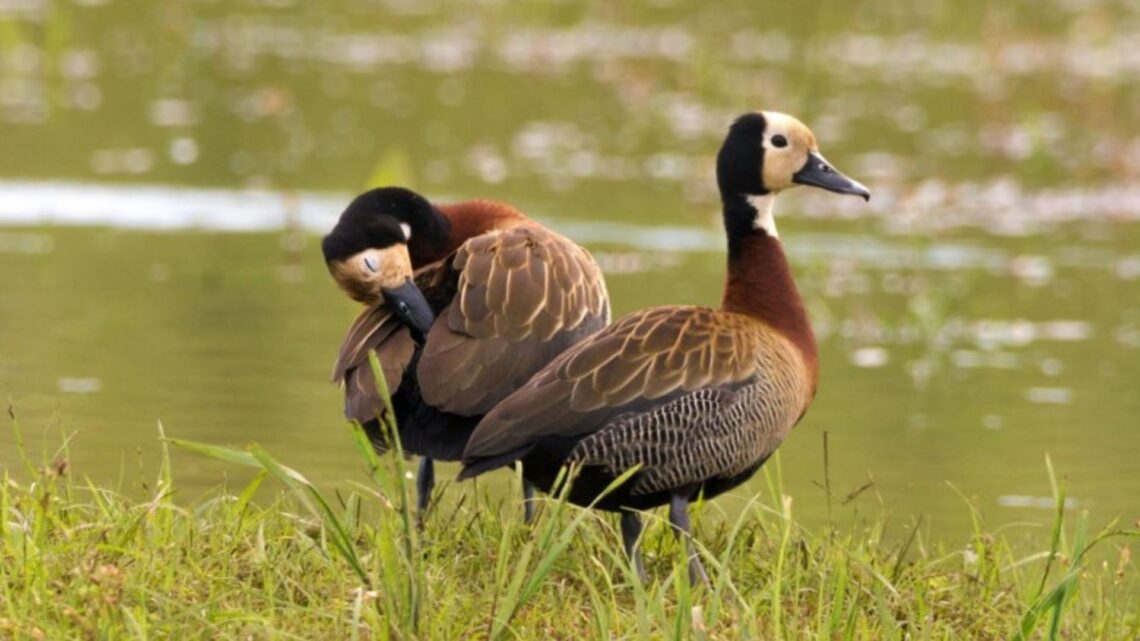 Entre Ríos autorizó la caza deportiva menor: “El Gobierno de Frigerio decidió permitir la matanza de 9 especies autóctonas”