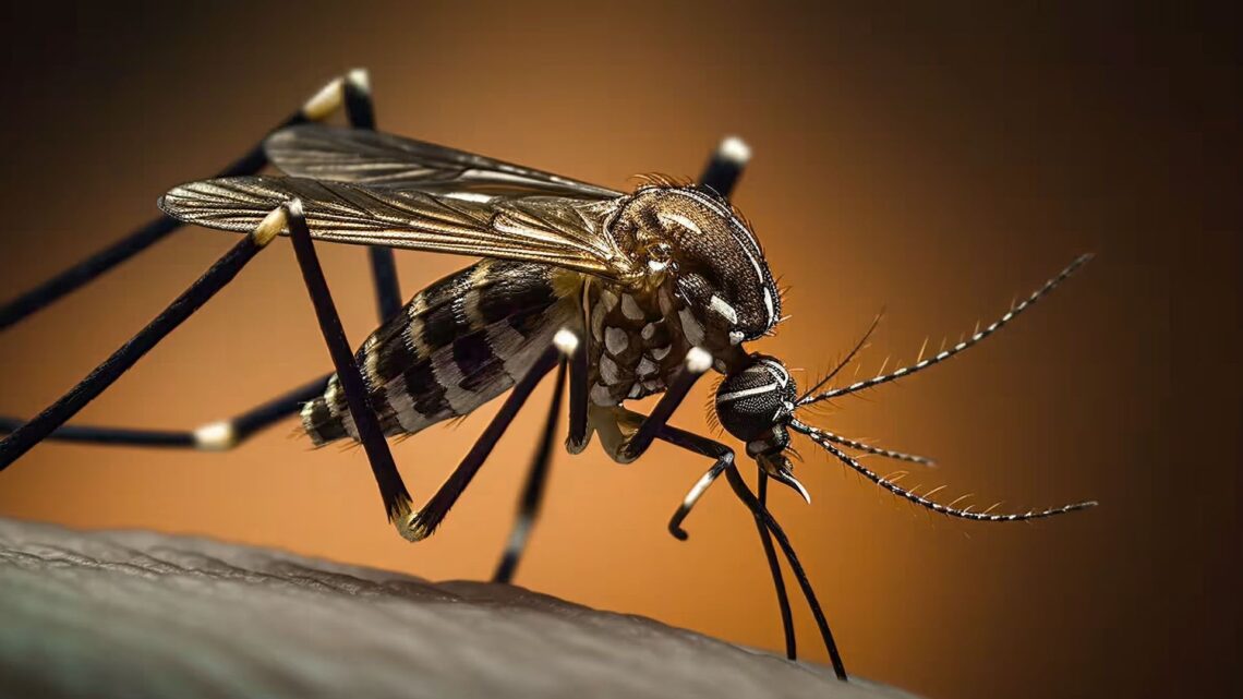 Siguen en descenso los casos de dengue en Entre Ríos