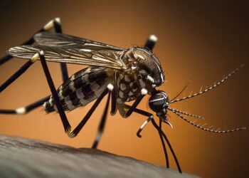 Siguen en descenso los casos de dengue en Entre Ríos