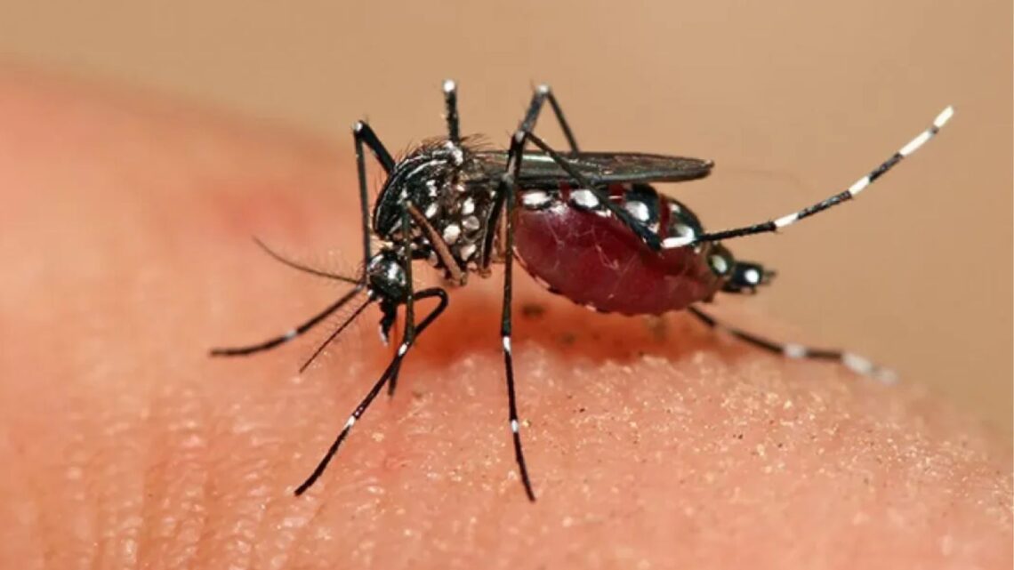 Reportaron 543 casos de dengue en Entre Ríos esta semana