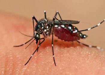 Reportaron 543 casos de dengue en Entre Ríos esta semana