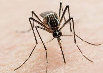 Durante la última semana se registraron 359 casos de dengue en Entre Ríos