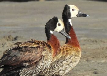 MÁS DE 25 MIL PERSONAS FIRMAN PETICIÓN PARA QUE EL GOBIERNO DE ENTRE RÍOS SUSPENDA LA MATANZA DE ANIMALES AUTÓCTONOS QUE AUTORIZÓ