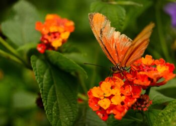 SE REALIZARÁ UNA NUEVA JORNADA DE AVISTAMIENTO DE MARIPOSAS Y PLANTAS AUTÓCTONAS