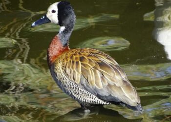 CEYDAS SOLICITÓ INFORMACIÓN AL GOBIERNO DE ENTRE RÍOS SOBRE LA MATANZA DE ANIMALES AUTÓCTONOS QUE AUTORIZÓ