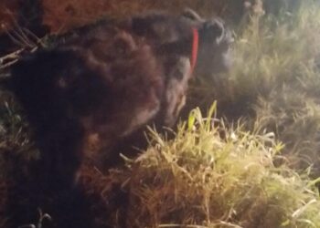 BRIGADA GUALEGUAY Y PERSONAL DE JEFATURA DEPARTAMENTAL GUALEGUAY DETIENEN A DOS MASCULINOS Y RECUPERAN UN ANIMAL VACUNO