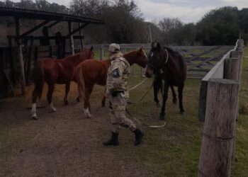GUALEGUAYCHÚ: SECUESTRAN TRES EQUINOS – SE CONTINÚA CON LOS OPERATIVOS POR EQUINOS EN LA VIA PÚBLICA