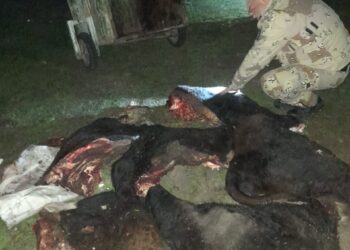 GUALEGUAYCHÚ – DETIENEN A UN CIUDADANO POR EL DELITO DE ABIGEATO EN FLAGRANCIA y TENENCIA ILEGAL DE ARMA DE FUEGO