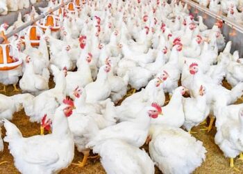 Entre Ríos consolida su liderazgo en producción de pollos y huevos