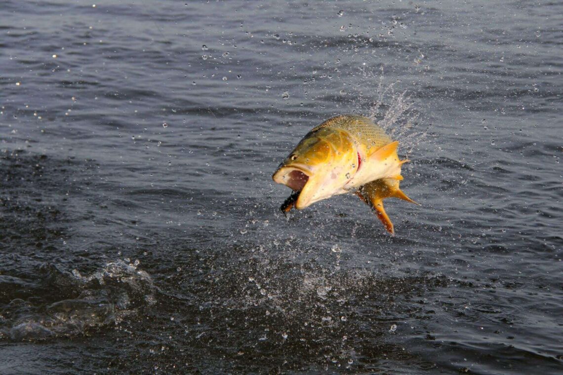 Entre Ríos declara de interés turístico el dorado y se prohíbe su pesca comercial