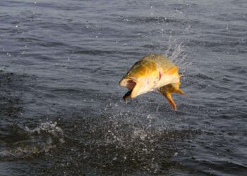 Entre Ríos declara de interés turístico el dorado y se prohíbe su pesca comercial