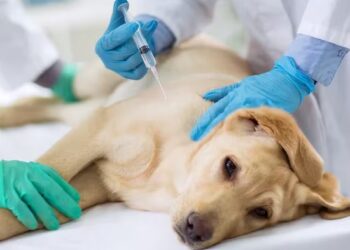 PROGRAMA DE VACUNACIÓN GRATUITA ANTIRRÁBICA PARA MASCOTAS