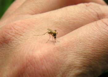 ANTE PROBABLE CASO DE DENGUE LA MUNICIPALIDAD ACTIVÓ EL PROTOCOLO SANITARIO