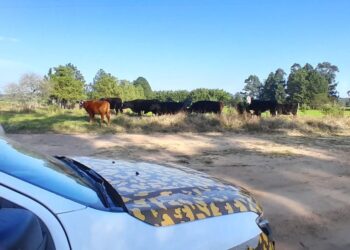 BRIGADA DE CONCORDIA RECUPERA VACUNOS DENUNCIADOS POR SUSTRAIDOS