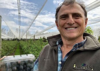 Optimismo moderado en el sector arandanero ante el escenario económico y las demoras en la cosecha por el clima