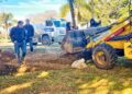 El Intendente Bravo estuvo presente en la llegada y la plantación de Palmeras Pindó, especie autóctonas para el Paseo Las Palmeras