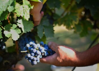 El proyecto turístico `Entre Ríos, brindis y sabores’ fue reconocido por el CFI