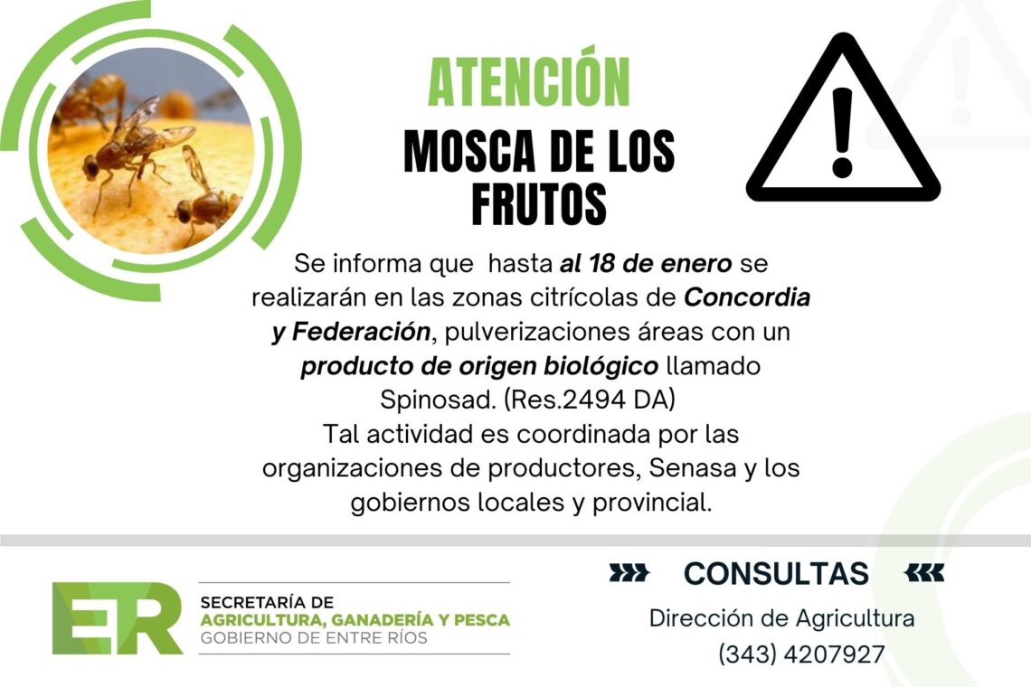 Citrus: Entre Ríos combate Mosca de los Frutos con un insumo biológico