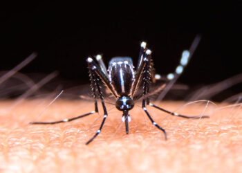 Se registró el primer caso de dengue de la temporada 2024-2025 en Entre Ríos