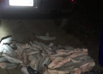 OPERATIVO CONTRA LA DEPREDACIÓN DE LA FAUNA ICTICOLA – DECOMISAN MÁS DE 70 PIEZAS DE SURUBÍ ESPECIE VEDADA EN LA PROVINCIA