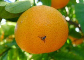 APLICACIÓN DE PRODUCTOS BIOLÓGICOS PARA COMBATIR LA MOSCA DE LOS FRUTOS