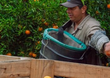 La Citricultura reclama un modo contratación «que se adapte a la realidad de las economías regionales»