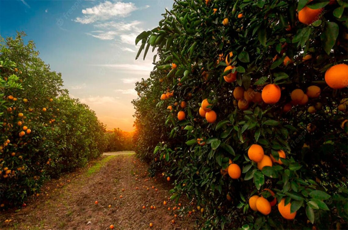 Las economías regionales de esta zona ya no tenían retenciones