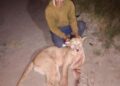 INDIGNACIÓN EN ENTRE RÍOS: CAZADOR MATÓ SALVAJEMENTE A UN PUMA Y LO EXHIBIÓ EN SUS REDES SOCIALES