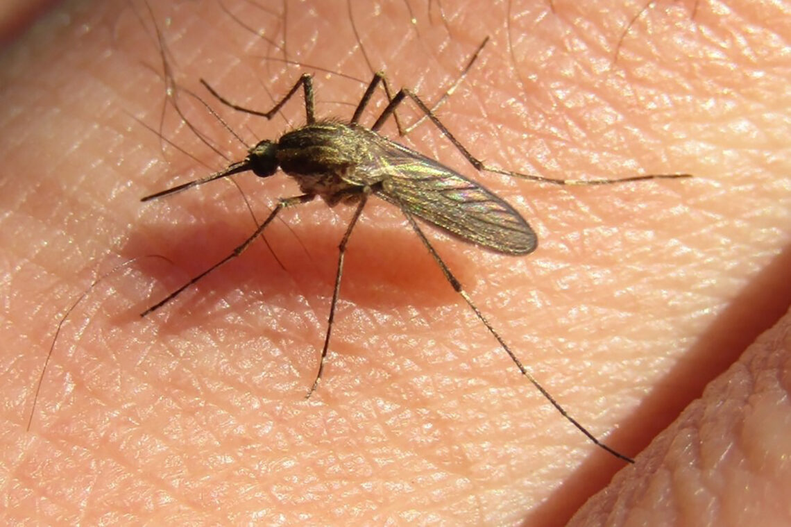 Explosión de mosquitos en Entre Ríos: Salud aclaró que la especie circulante no transmite dengue
