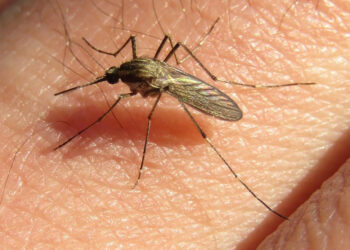 Explosión de mosquitos en Entre Ríos: Salud aclaró que la especie circulante no transmite dengue