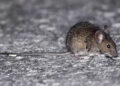 Salud emitió recomendaciones para prevenir el hantavirus y la leptospirosis en Entre Ríos