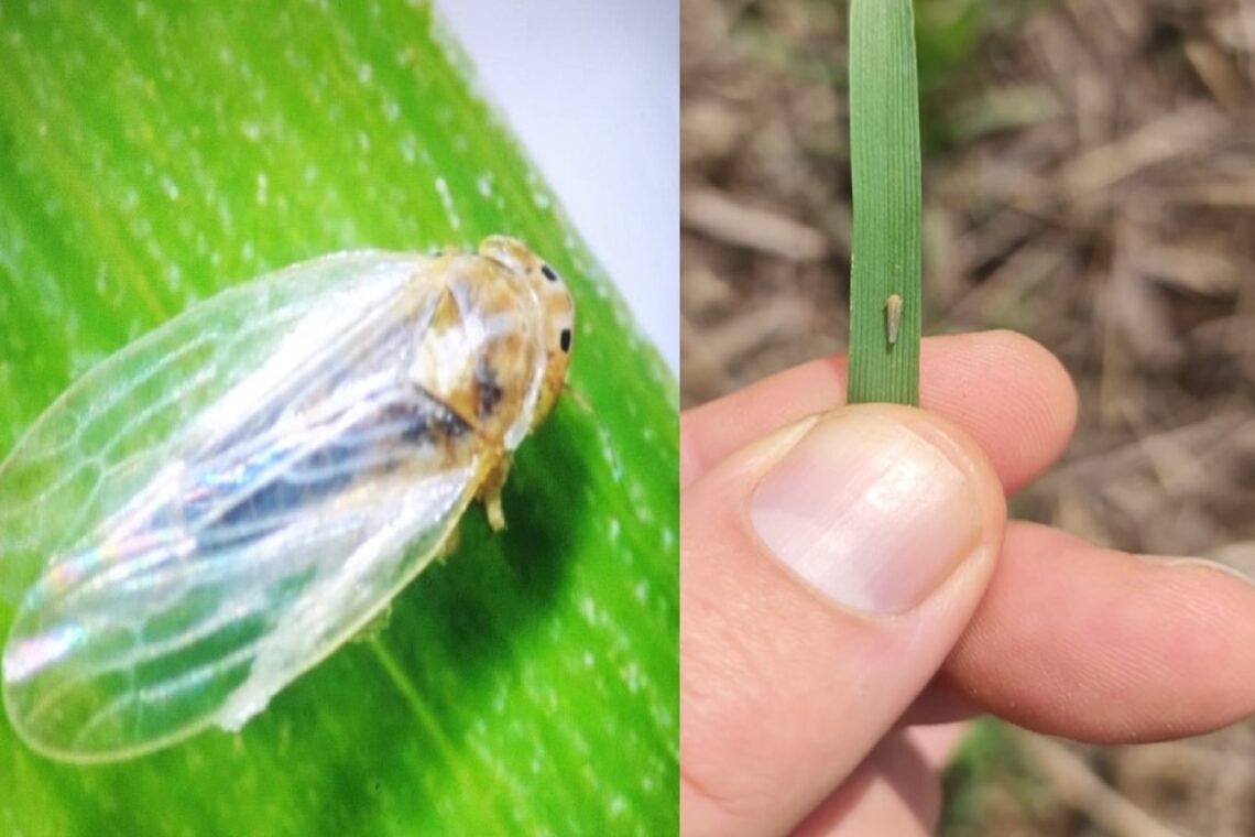 Registran la presencia de chicharrita del maíz en cinco sitios entrerrianos