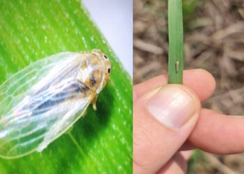 Registran la presencia de chicharrita del maíz en cinco sitios entrerrianos