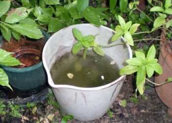 SE RECUERDA LA IMPORTANCIA DE VACIAR LOS RECIPIENTES QUE HAYAN ACUMULADO AGUA DE LLUVIA