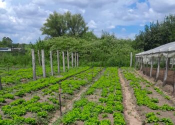 LA MUNICIPALIDAD DE CONCORDIA REFUERZA EL APOYO A LOS PRODUCTORES LOCALES