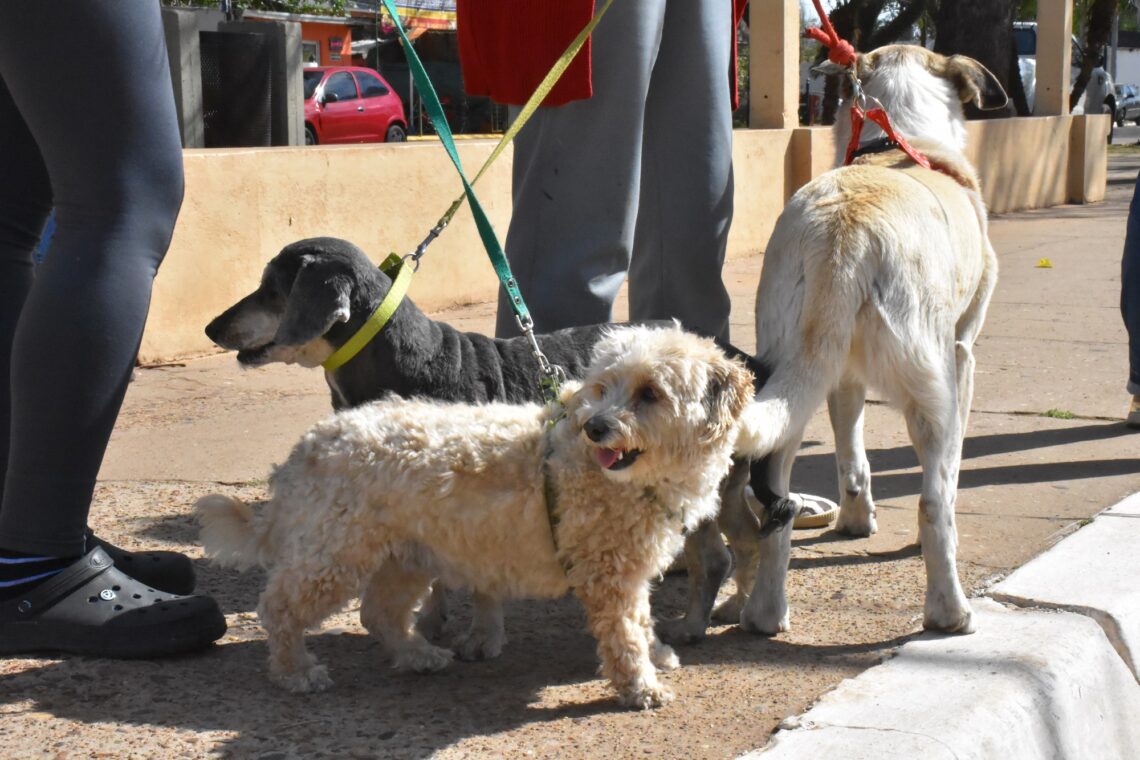 PROGRAMA DE ESTERILIZACIONES BARRIALES GRATUITAS