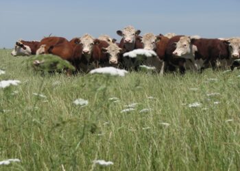 Implementan una refinanciación de créditos para el sector agropecuario