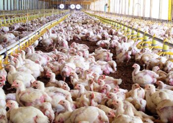 China vuelve a comprar pollo y habilitó la importación de frutos secos de la Argentina