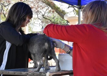 JORNADA DE VACUNACIÓN ANTIRRÁBICA EN LA PLAZA 25 DE MAYO